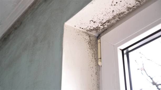 Best Black Mold Removal  in Prague, OK