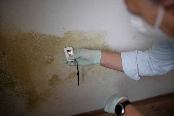 Best Residential Mold Removal  in Prague, OK